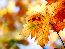 1-autumn-wallpapers1